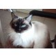 Ragdoll - Katze