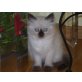 Ragdoll - Katze