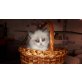 Ragdoll Katze - Nelly, Ragdoll - Katze