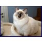 Ragdoll Katze Paloma, Ragdoll - Katze