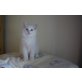 Ragdoll Kitten, Ragdoll - Kater