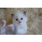 Ragdoll Kitten , Ragdoll - Kater