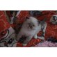Ragdoll Kitten, Ragdoll - Kater