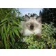 Ragdoll Kitten , Ragdoll - Katze
