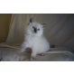Ragdoll Kitten, Ragdoll - Katze