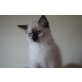 Ragdoll Kitten, Ragdoll - Katze