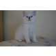 Ragdoll Kitten, Ragdoll - Katze