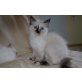 Ragdoll Kitten, Ragdoll - Katze