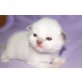 Ragdoll Kitten von Woodnewchurch, Ragdoll - Kater