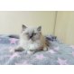 Ragdoll Ladys, Ragdoll - Katze