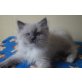 Ragdoll Mädchen, Ragdoll - Katze