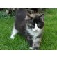 Ragdoll Main Coon Mix Katzenbabys - Katze