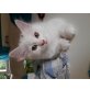 Ragdoll Main coon  - Katze