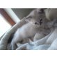 Ragdoll MainCoon - Kater