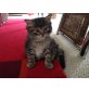 Ragdoll - Maine Coon Edelmix Kitten - Katze