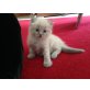 Ragdoll - Maine Coon Edelmix Kitten - Katze
