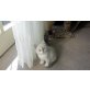 Ragdoll Maine Coon Edelmix Kitten - Katze