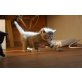 Ragdoll Mischlinge - Katze