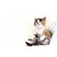 Ragdoll Mischlinge - Katze