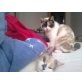 Ragdoll-Mix - Kater