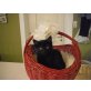 Ragdoll Mix - Katze