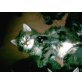 Ragdoll Mixe - Kater