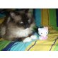 Ragdoll Perser - Kater