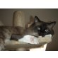 Ragdoll/Perser - Kater