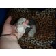 Ragdoll/Perser - Kater