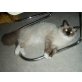 Ragdoll/Perser - Kater