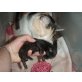 Ragdoll/Perser - Katze