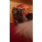 Ragdoll-Perser - Katze