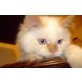 Ragdoll - Perser - Katze