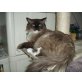 Ragdoll/Persermix - Kater