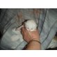 Ragdoll/Persermix - Katze