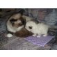 Ragdoll Persermix - Katze