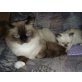 Ragdoll/Persermix - Katze