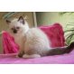Ragdoll, Ragdoll - Katze