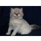 Ragdoll, Ragdoll - Katze