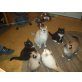 Ragdoll / Sibirischer Waldkater - Kater