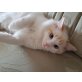 Ragdoll Zucht Kater, Ragdoll - Kater