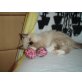 Ragdoll/birma - Kater
