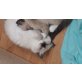Ragdoll kitten 11 wochen alt, Ragdoll - Kater