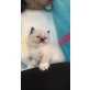 Ragdoll kitten, Ragdoll - Katze