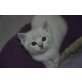 Ragdoll mit BKH Oma - Kater