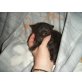 Ragdoll/perser - Katze