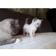 Ragdoll-siam  - Katze