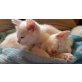 Ragdoll/siam-bkh  - Kater