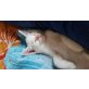 Ragdoll/siam-bkh  - Kater