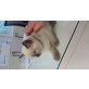 Ragdoll und Britisch Kurzhaar  - Katze